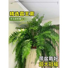 ާާֲL~ʿDFIާ͏d҃ȾGֲ쾰