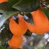 Chongqing Tangor Place of Origin Season fresh fruit Newhall Fengjie Orange FCL 5 10 Jin