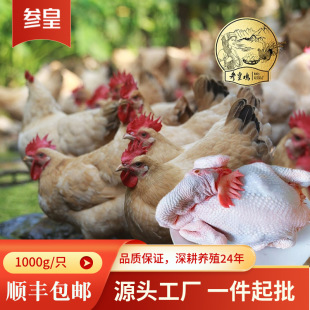 �V�����u���r�F�����S�u���r����u���r��ɢ�B�ߵ��u���ʳ��