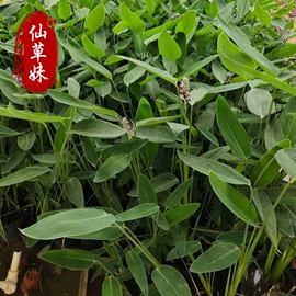 宿根花卉;一二年生花卉;灌木