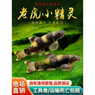 �ϻ�С���`�~��ˮ��Ч���幤���~����̦�����~�M��С�����B�~���w