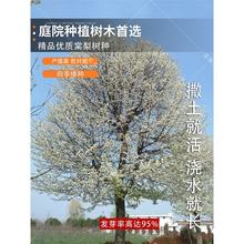 梨树种子杜梨种子棠梨种子土梨海棠梨种子野梨种子砧木果树种籽子