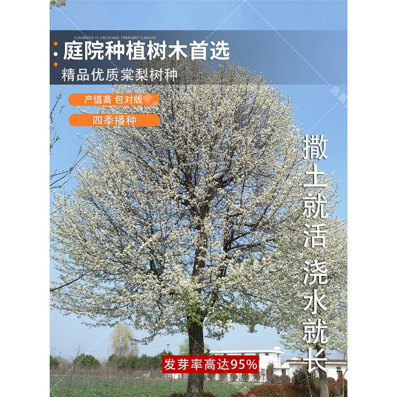 梨树种子杜梨种子棠梨种子土梨海棠梨种子野梨种子砧木果树种籽子