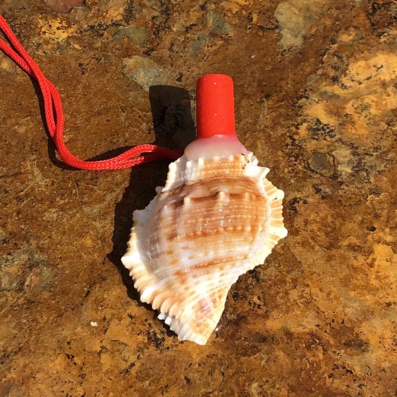 Hai Ginseng snail whistle 5-6 cm