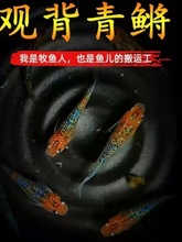 观背青鳉鱼鱼卵孵化冷水观赏鱼小型锦鲤魔法鱼不加温打氧好养活体