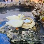 哪里有柯尔鸭活体养殖场宠物店互动柯尔鸭价格 出售小鸭苗 受精蛋