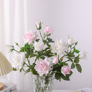 �ָб��� ���^��õ�� �Ҿ�ܛ�b��̔zӰ��c�[�����潁���ٻ�