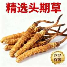冬虫草那曲虫草藏区冬虫夏草正品礼品批发直售各种规格自选