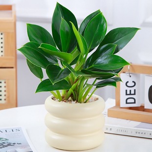 ������ԾG�}�j�҃�ֲ�ﻨ��ˮ��Gֲ�͏d���B�����·�����ȥ��ȩ