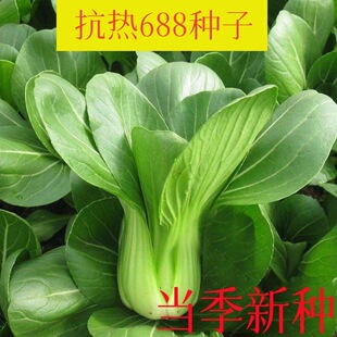 ԭ�N�Ϻ���N���ļ��๣���Ͳ˷N�ӷNֲ�̨�˵��߲˷N�Ѵ�ȫ