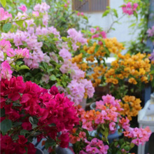 ����÷Ʒ�N����С��ͥԺ���B����ļ��_������ֲ���ذ��ɫ���S