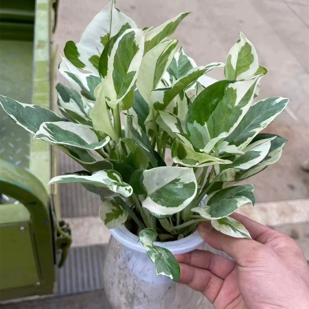 Гидропоника Платина пуэрария листья лобата зеленый укроп Снежинка Pueraria lobata горшок вьющаяся лоза длинная лоза висит гидропоника хорошее выращивание маленьких зеленых растений 24 упаковки