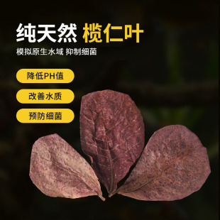 Natural Elemene Leaf Fighting Fish Lazy Man Leaf Fish Tank Acid pH Reduction Regulator Tortoise Longan Leaf Aquarium Landscaping Leaf