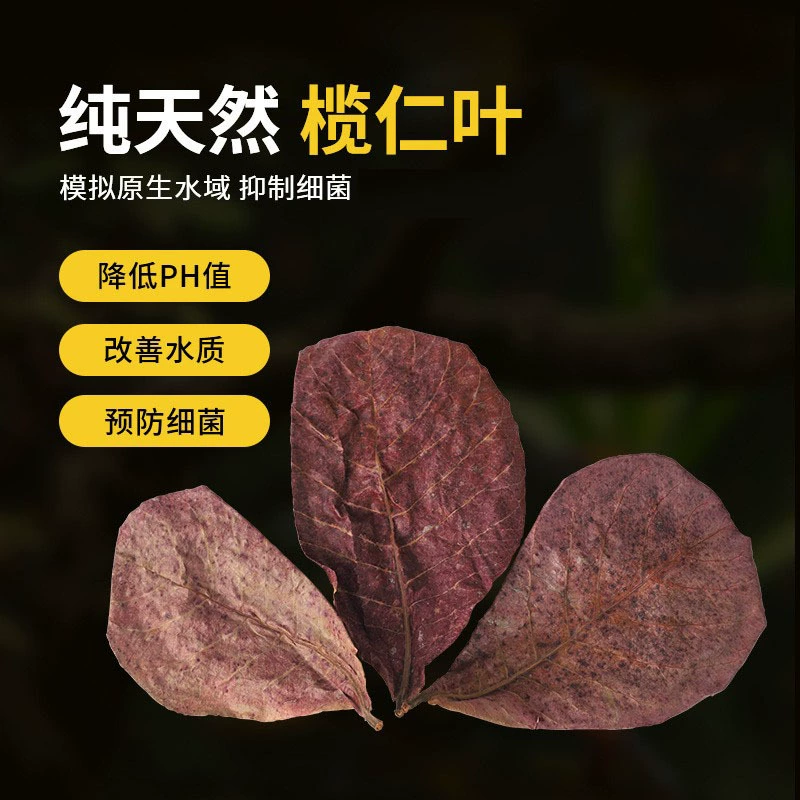 Натуральный элеменовый лист Борьба с рыбой Ленивый человек Лист Аквариум Кислота Снижение pH Регулятор Черепаха Лист Лонган Ландшафтный лист аквариума