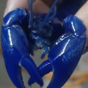 ����{ħ���r�����r�˹�����{ħ��ˮ�^�p�r�{���rС���r���]