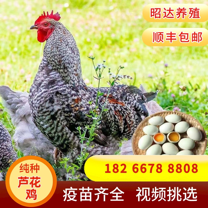 卡通童年不同样童装促销主图__2022-11-12+19_3