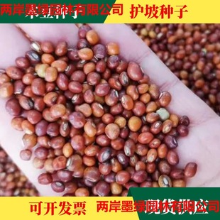 ���lľ���N�Ӷ����^�����䶹�����o�¹�ľ�N�Ѷ������G������