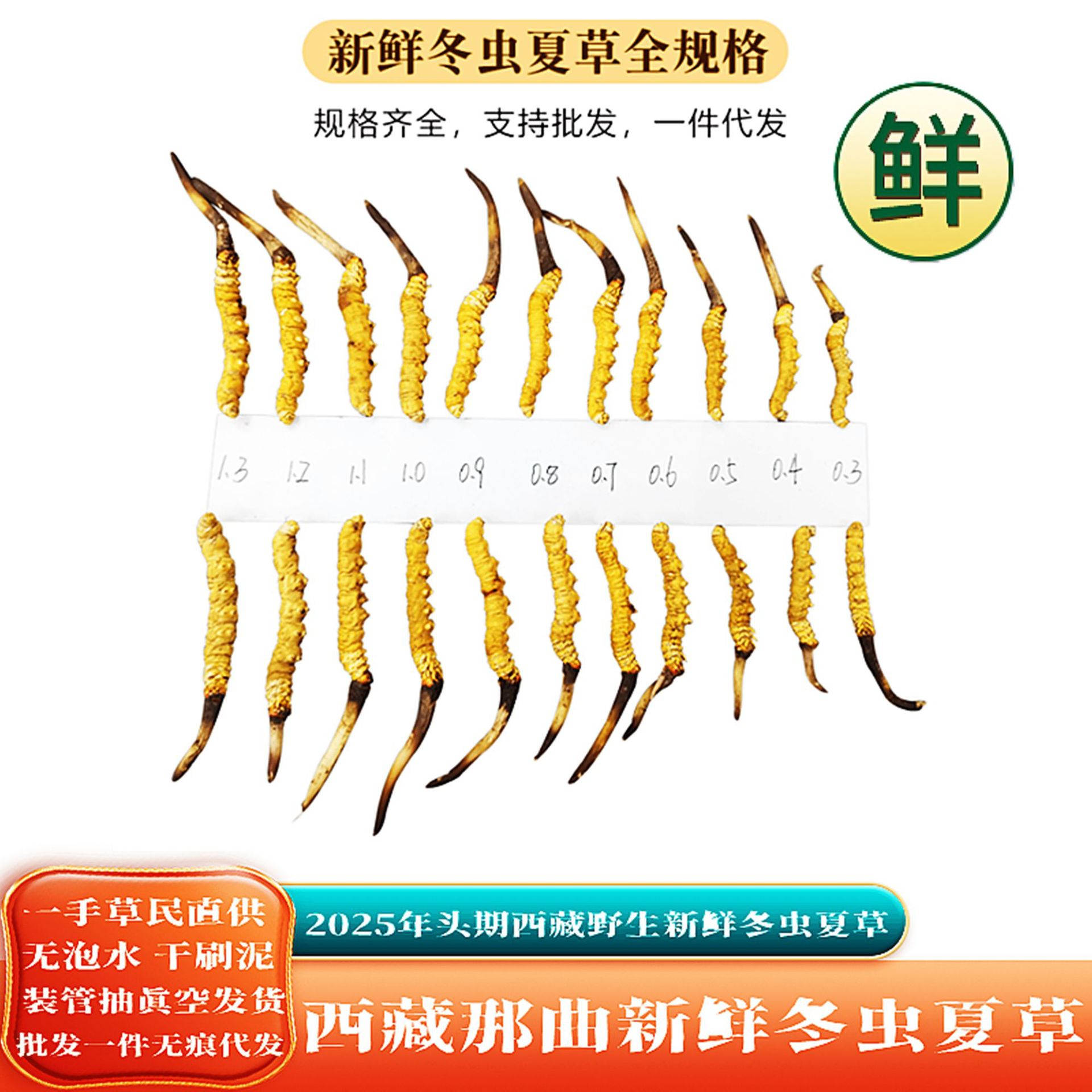 新鲜野生冬虫夏草干瓶装西藏那曲贸易鲜虫草营养新鲜中药材送礼大