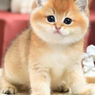 ����؈�����̻��w���l���y�u��Ӣ���{؈���_؈��؈���w�{��؈���w