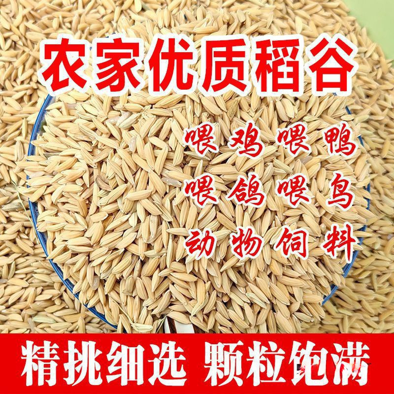 鸟鸭鹅鸽水稻稻谷饲料谷子宠物稻子仓鼠带壳带壳农家粮食喂鸡