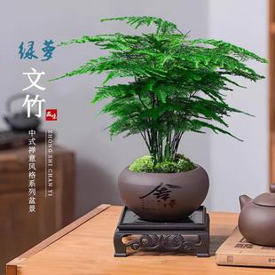 Premium Asparagus Potted Plants, Living Room Green Plants, Purifying Office Green Plants, Florals, Easy-To-Grow Bonsai, Evergreen All Year Round