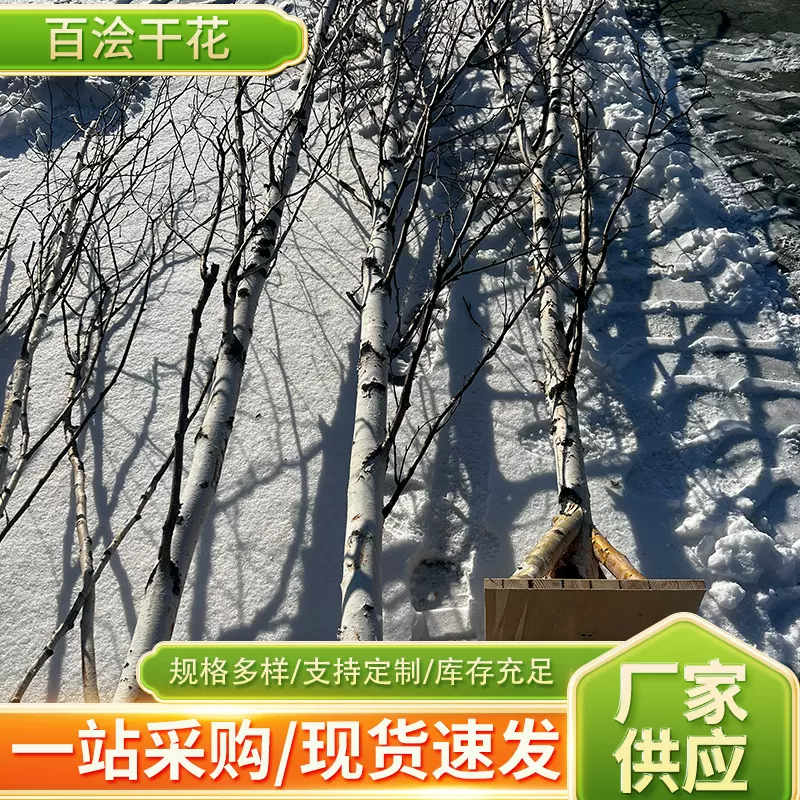供应白桦树树苗庭院造景原生地栽白桦苗树干洁白风景树耐寒落叶树