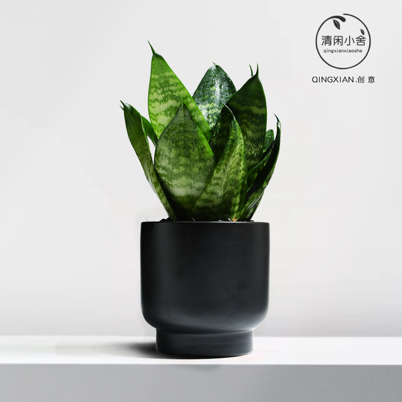 planta verde de orquídea de tigre, planta de aire purificado interior, orquídea de tigre, resistencia a la sombra, buena conservación de orquídea holandesa, planta de mesa en maceta