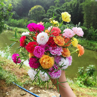 Mixed Color Double-Flowered Sunflower Seeds Are Easy to Grow and Bloom Continuously, Outdoor and Indoor Balcony Potted Flower Seeds