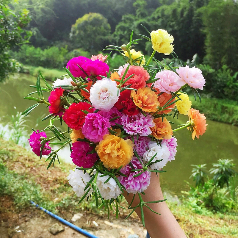 Семена подсолнечника смешанного цвета с двойными цветками легко выращиваются и постоянно цветут, семена цветов в горшках на открытом воздухе и в помещении на балконе.