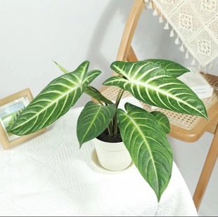 �������}ǧ�����p��Ϲ���W�t�^�~ֲ���҃Ȼ��ܾGֲ���ԃ����՚�