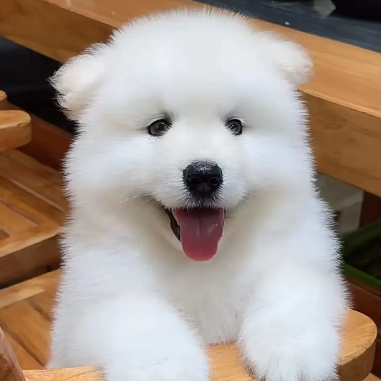 出售纯种萨摩耶幼犬熊版萨摩微笑天使萨摩耶犬雪橇犬活体宠物狗狗