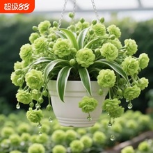 ߅mԾGֲļ_҃ذɫ̨ͥԺ