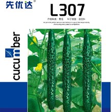 ���lL307�S�ϷN����Ƥ�Gȿ�������S�ϷN��һ�~һ���r���׷N���ﲥ