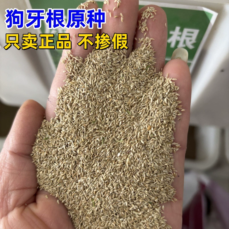 Трава корня зуба травы Бермудские острова с шелушками семян