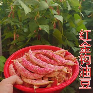 �S���h�t���h�Ͷ��ǏS�����l�N���Ͷ�ܿ���߲˷N�Ѽܶ��ļ�������