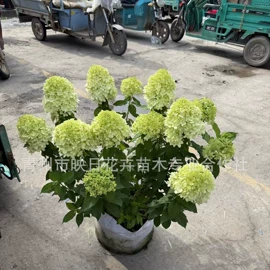 宿根花卉;盆栽;一二年生花卉