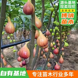 园林果树