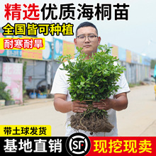 四季常青海桐树苗庭院绿化气味芳香海桐球耐寒植物行道围墙绿篱苗