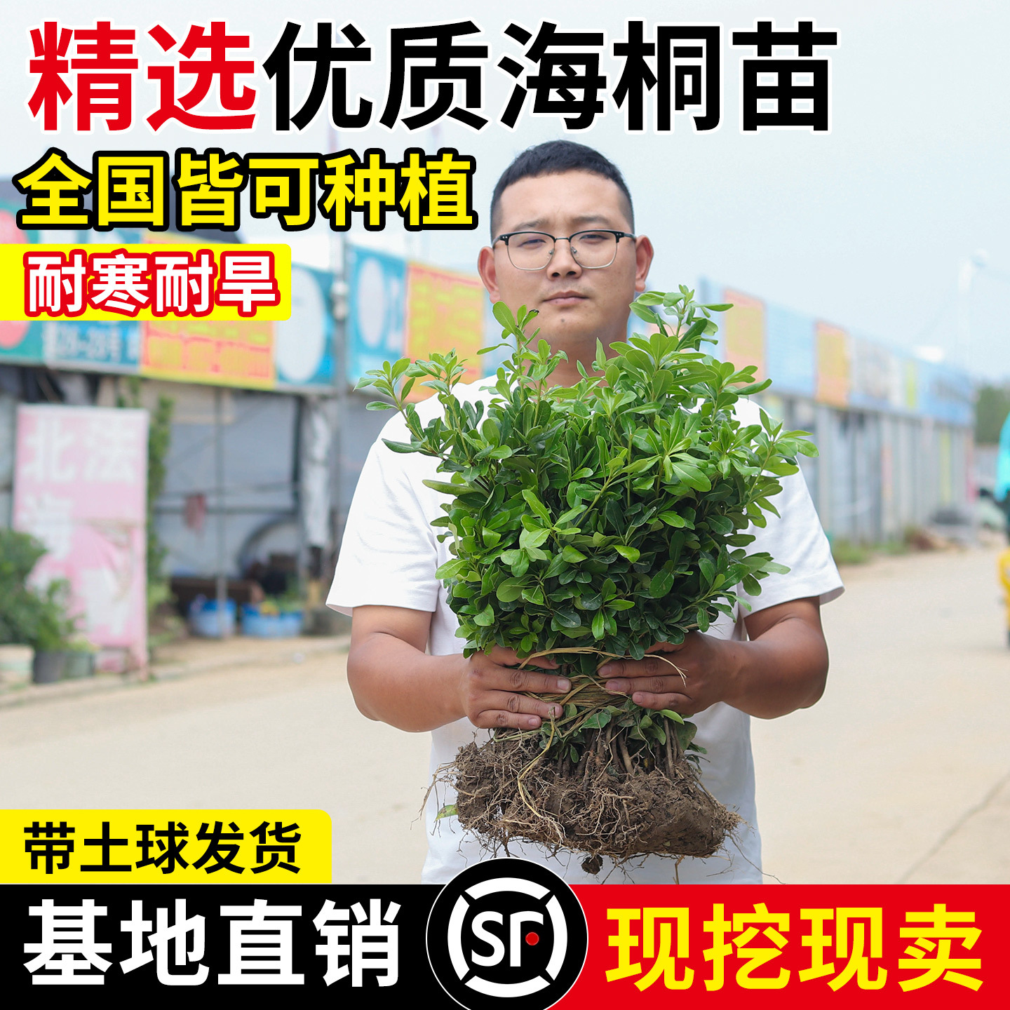 四季常青海桐树苗庭院绿化气味芳香海桐球耐寒植物行道围墙绿篱苗