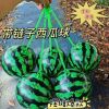9英寸西瓜吊环球（带链子）送气针