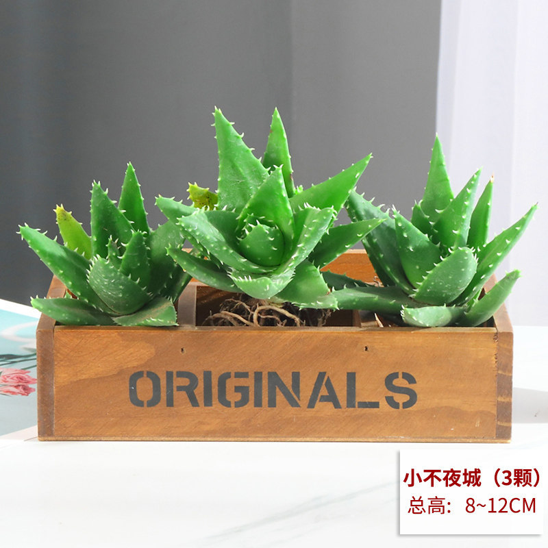 Night city aloe vera 3 pieces [special promotion] naked roots - single plant without pot