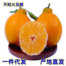 现货 一件代发四川不知火丑橘当季时令水果酸甜可口不知火丑柑橘