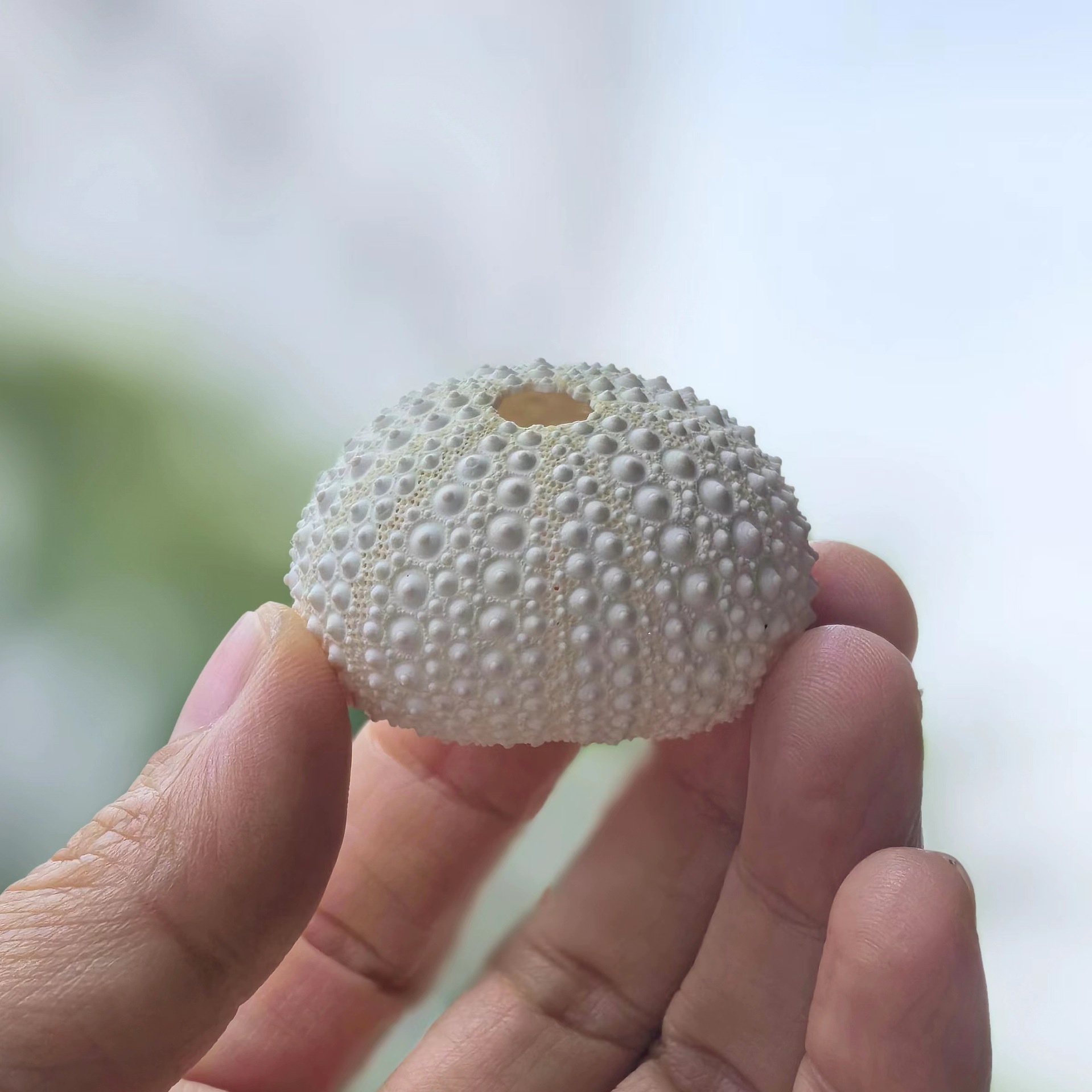 Pink white sea urchin shell 4-5cm1