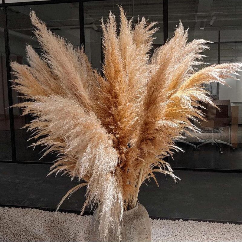 Direct Sales from the Place of Origin: Large Reed Dried Flowers, Ins-Style Ornaments, Wedding Decorations, Wedding Aisle Dried Flowers, Everlasting Flowers Direct Sales from the Place of Origin: Large Reed Dried Flowers, Ins-Style Ornaments, Wedding Decorations, Wedding Aisle Dried Flowers, Everlasting Flowers