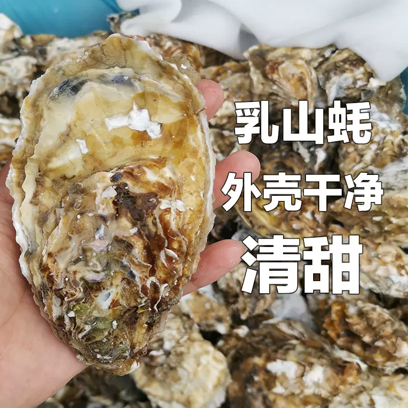 全年批发乳山生蚝5两50斤一箱特大海蛎活海鲜牡蛎水产鲜活到货