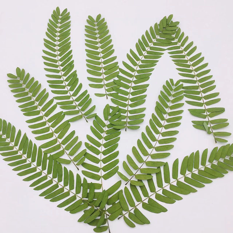 合欢叶真树叶干花押花植物标本教学叶子压花手工材料包像框装饰画