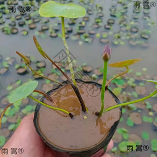 I΢����ɏ�Nź���o����������С�ɻ�ź��С΢ɏˮ��ֲ����ɏ�^�p