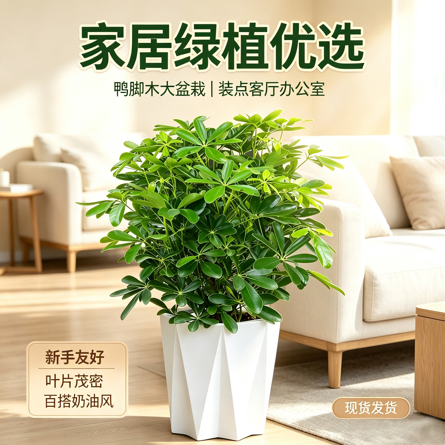 【客厅专用】鸭脚木90-100cm+钻石纹花盆