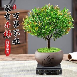 Small-Leaf Red Nan Ceramic Bonsai Saplings, Green Plants, Indoor Living Room, Easy to Maintain, Evergreen Asparagus, Fragrant Pepper Wood in All Seasons