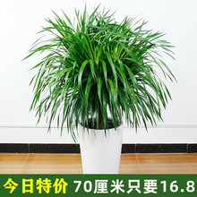 龙须树大型绿植多头龙血树龙铁树发财树室内客厅盆栽花卉植物盆景